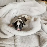 Sunshine, a male Shihpoo and Shih Tzu for sale in Brashear, TX – Photo 6 of 10