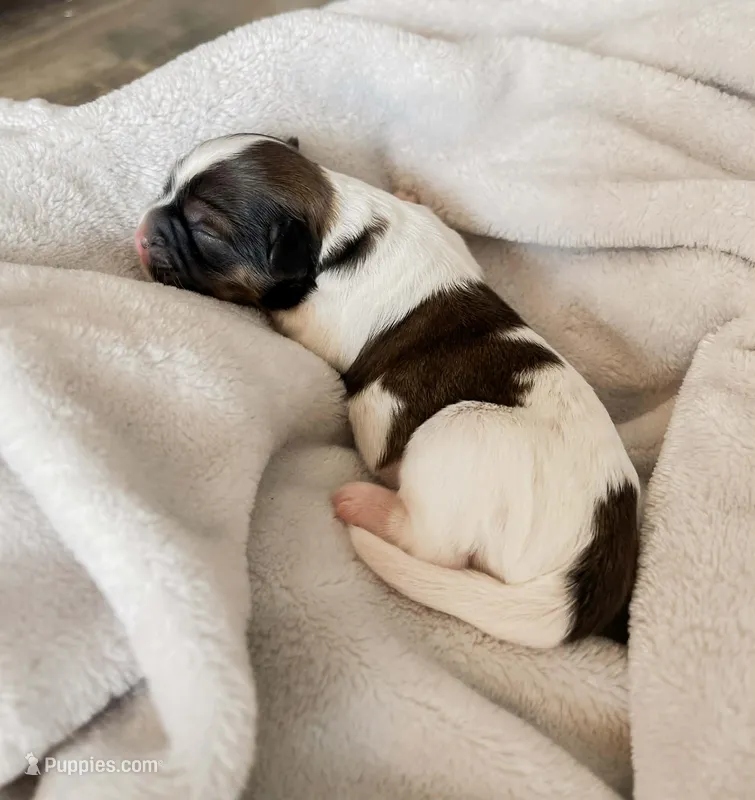 Sunshine – Shihpoo, Shih Tzu puppy for sale in Brashear, TX