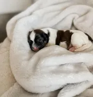 Sunshine, a male Shihpoo and Shih Tzu for sale in Brashear, TX – Photo 2 of 10