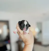 Sunshine, a male Shihpoo and Shih Tzu for sale in Brashear, TX – Photo 5 of 10