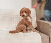 Big Tex, a male Miniature Goldendoodle for sale in Brashear, TX – 5 of 8