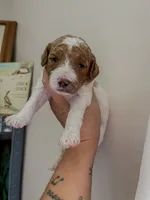 Mockingbird, a female Miniature Goldendoodle for sale in Brashear, TX – 2 of 8
