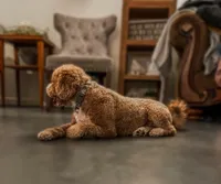 Dallas , a male Miniature Goldendoodle for sale in Brashear, TX – 8 of 8