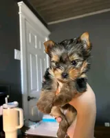 Lizzy, a female Yorkshire Terrier for sale in San Diego, CA – 2 of 3