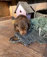 Sillow , a female Dachshund for sale in San Diego, CA – 4 of 5