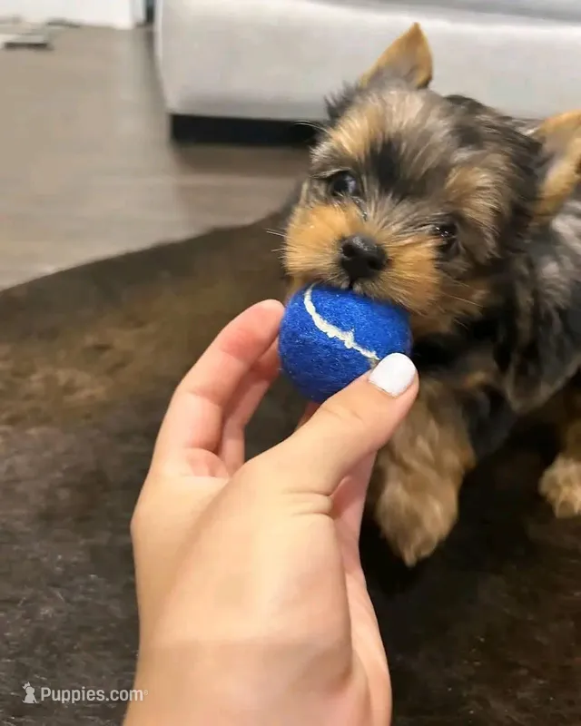 Lizzy – Yorkshire Terrier puppy for sale in San Diego, CA