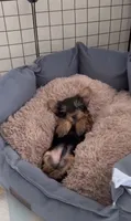 Lizzy, a female Yorkshire Terrier for sale in San Diego, CA – 3 of 3