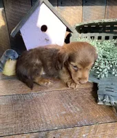 Sillow , a female Dachshund for sale in San Diego, CA – 3 of 5