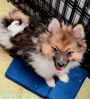 Felix, a male Pomeranian for sale in Birmingham, AL – 1 of 2