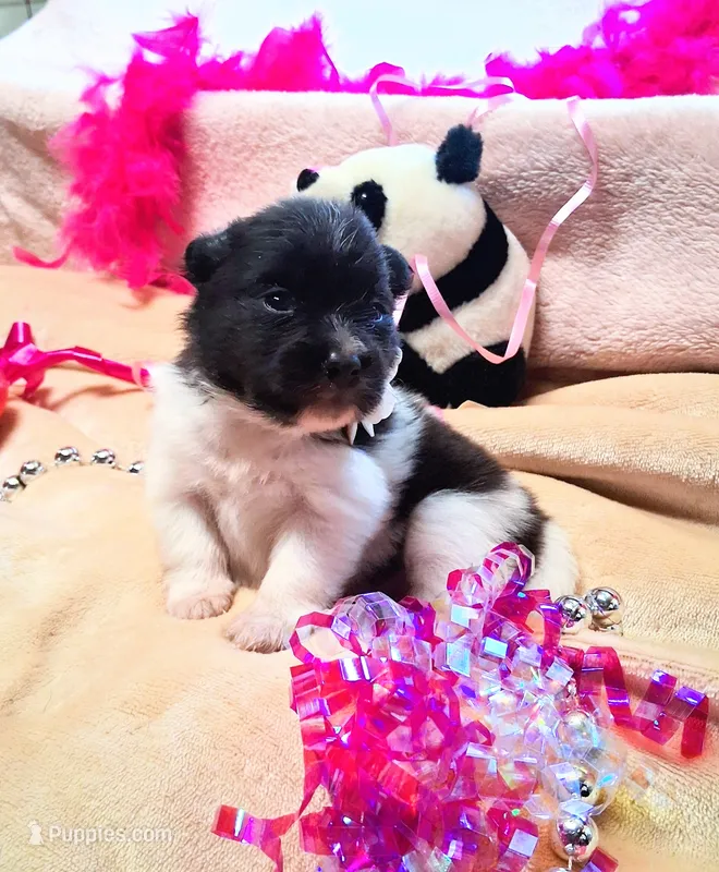 Patches – Pomeranian puppy for sale in Birmingham, AL