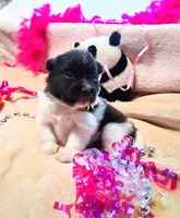 Patches, a female Pomeranian for sale in Birmingham, AL – 1 of 1