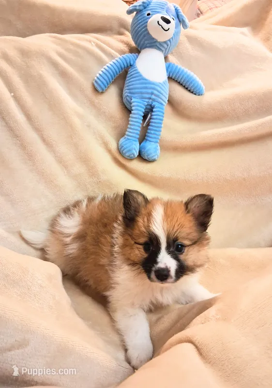 Bonsai – Pomeranian puppy for sale in Birmingham, AL