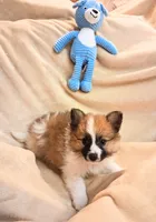 Bonsai, a male Pomeranian for sale in Birmingham, AL – 1 of 2