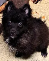 Luna, a female Pomeranian for sale in Birmingham, AL – 2 of 2