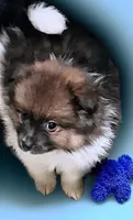 Oliver, a male Pomeranian for sale in Birmingham, AL – 2 of 2