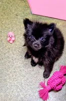 Onyx, a female Pomeranian for sale in Birmingham, AL – 2 of 2