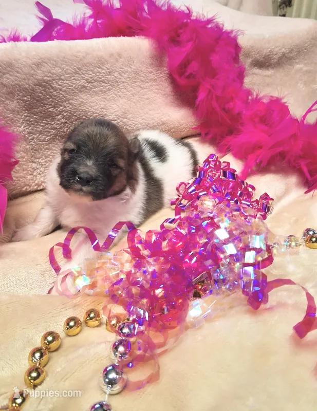 Athena – Pomeranian puppy for sale in Birmingham, AL