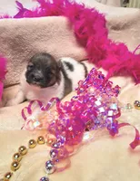 Athena, a female Pomeranian for sale in Birmingham, AL – 1 of 1