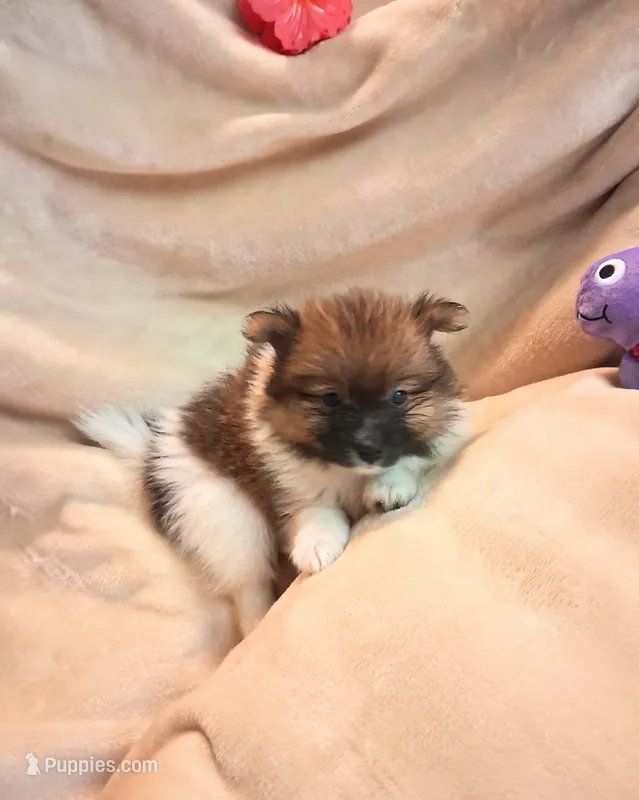 Cleo – Pomeranian puppy for sale in Birmingham, AL