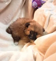 Heidi, a female Pomeranian for sale in Birmingham, AL – 1 of 2