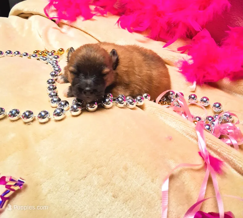 Daisy – Pomeranian puppy for sale in Birmingham, AL