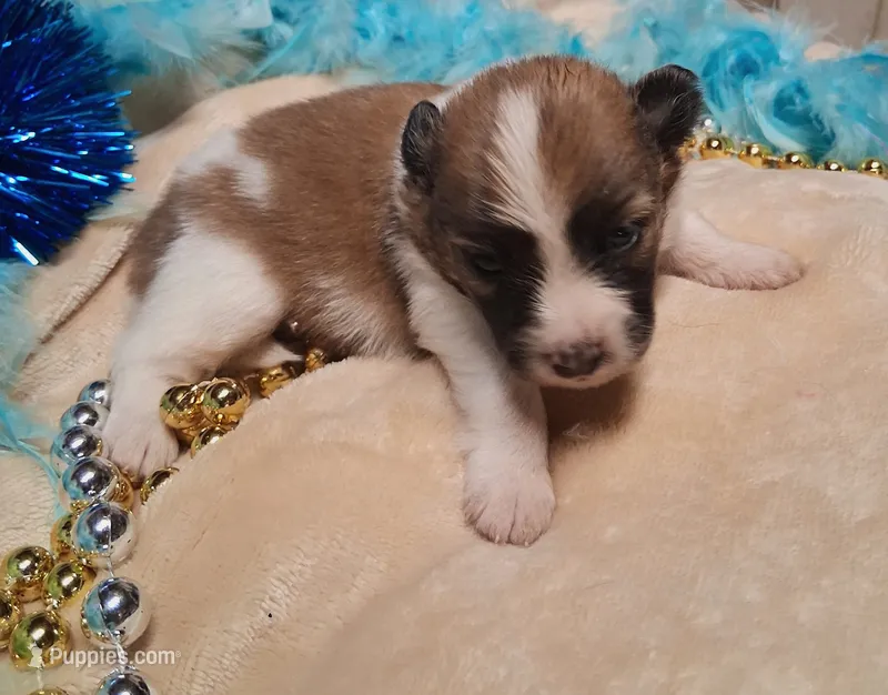 Rico – Pomeranian puppy for sale in Birmingham, AL