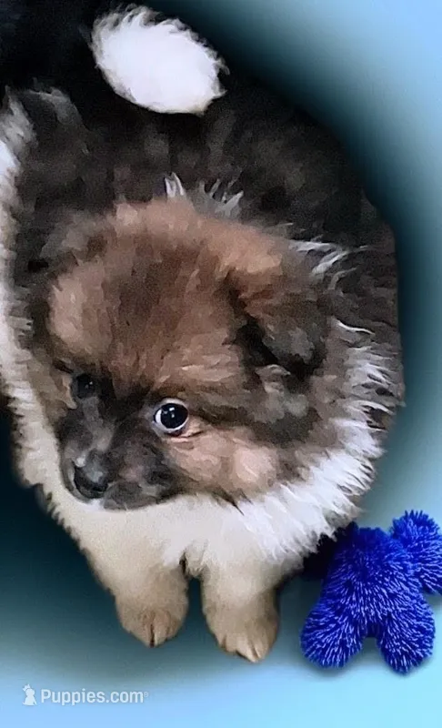 Sir Dance a Lot – Pomeranian puppy for sale in Birmingham, AL