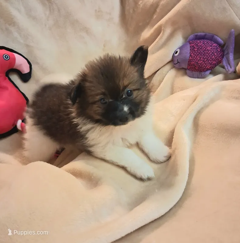 Blossum – Pomeranian puppy for sale in Birmingham, AL