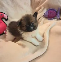 Blossum, a female Pomeranian for sale in Birmingham, AL – 1 of 2