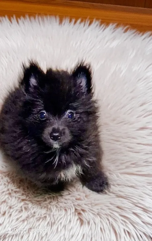 Mimi – Pomeranian puppy for sale in Birmingham, AL