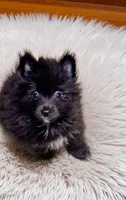 Luna, a female Pomeranian for sale in Birmingham, AL – 1 of 2