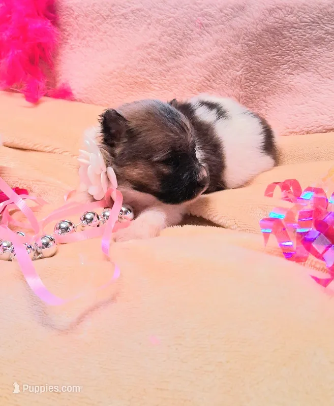 Heidi – Pomeranian puppy for sale in Birmingham, AL