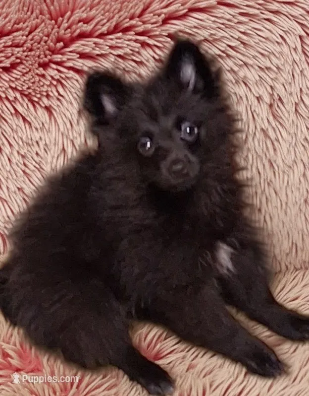 Onyx – Pomeranian puppy for sale in Birmingham, AL