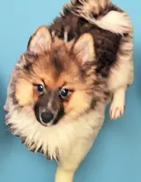Felix, a male Pomeranian for sale in Birmingham, AL – 2 of 2