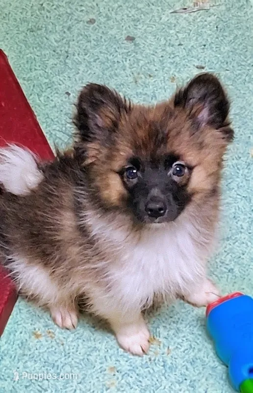 Oliver – Pomeranian puppy for sale in Birmingham, AL