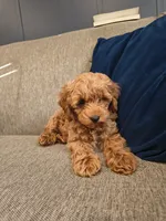Bear, a male Cockapoo for sale in Denver, PA – 3 of 8