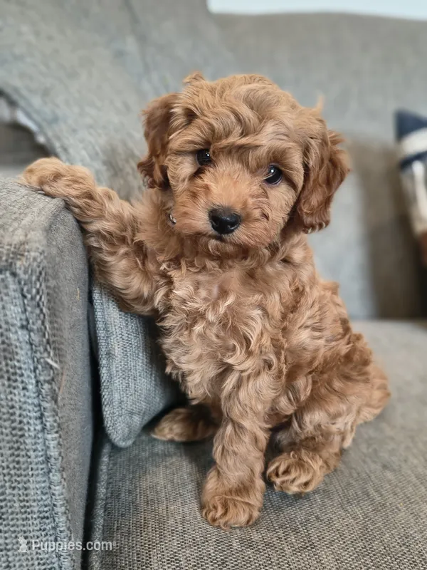 Bear – Cockapoo puppy for sale in Denver, PA