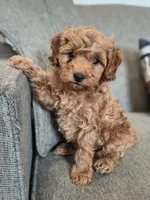 Bear, a male Cockapoo for sale in Denver, PA – 1 of 2