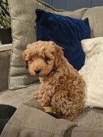 Bear, a male Cockapoo for sale in Denver, PA – 5 of 8