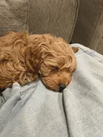 Bear, a male Cockapoo for sale in Denver, PA – 7 of 8