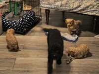 Bear, a male Cockapoo for sale in Denver, PA – 2 of 2