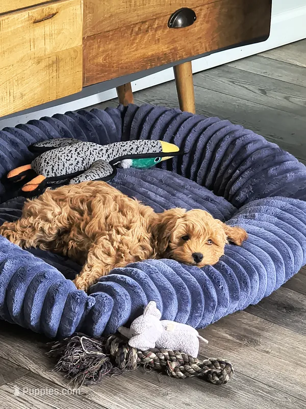 Bear – Cockapoo puppy for sale in Denver, PA