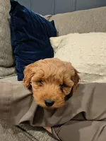 Bear, a male Cockapoo for sale in Denver, PA – 8 of 8
