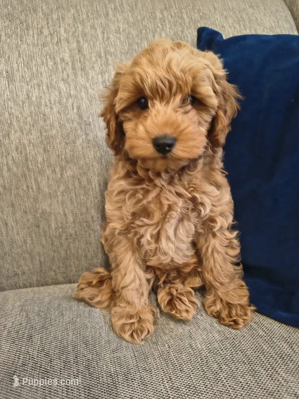 Bear – Cockapoo puppy for sale in Denver, PA