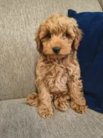 Bear, a male Cockapoo for sale in Denver, PA – 2 of 8