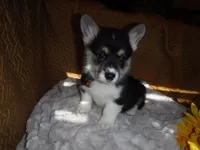 ORANGE GIRL, a female Pembroke Welsh Corgi for sale in Lynn Haven, FL – 8 of 9