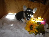 ORANGE GIRL, a female Pembroke Welsh Corgi for sale in Lynn Haven, FL – 9 of 9