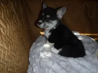 ORANGE GIRL, a female Pembroke Welsh Corgi for sale in Lynn Haven, FL – 7 of 9