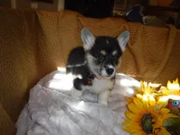 ORANGE GIRL, a female Pembroke Welsh Corgi for sale in Lynn Haven, FL – 4 of 9