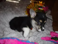 ORANGE GIRL, a female Pembroke Welsh Corgi for sale in Lynn Haven, FL – 2 of 9
